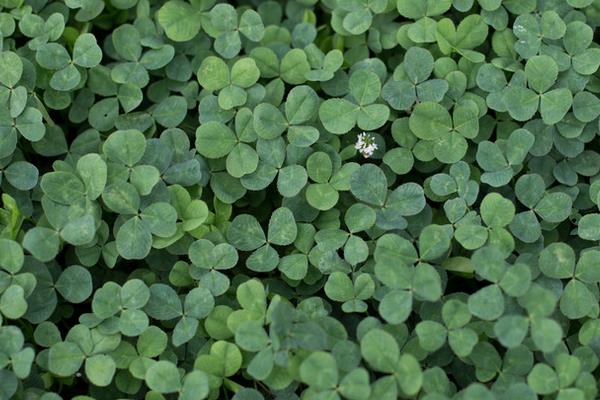 三葉草是牧草么 三葉草畝產量多少