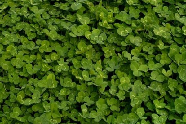 三葉草是牧草么 三葉草畝產量多少