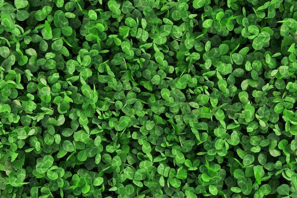 三葉草是牧草么 三葉草畝產量多少