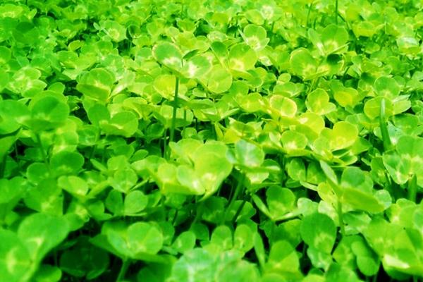 三葉草是牧草么 三葉草畝產量多少