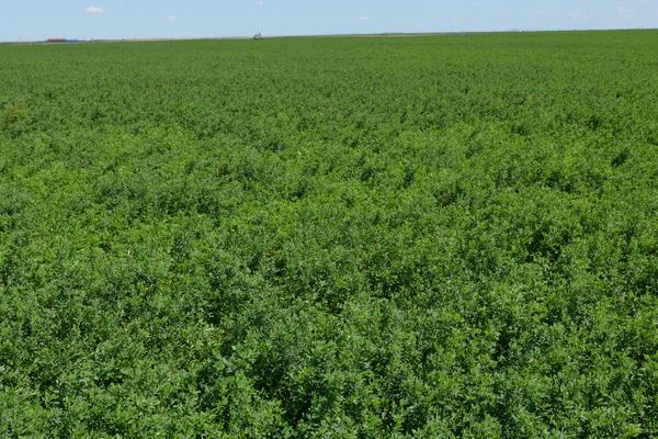 苜蓿草種子市場價格多少錢一斤 苜蓿草市場前景