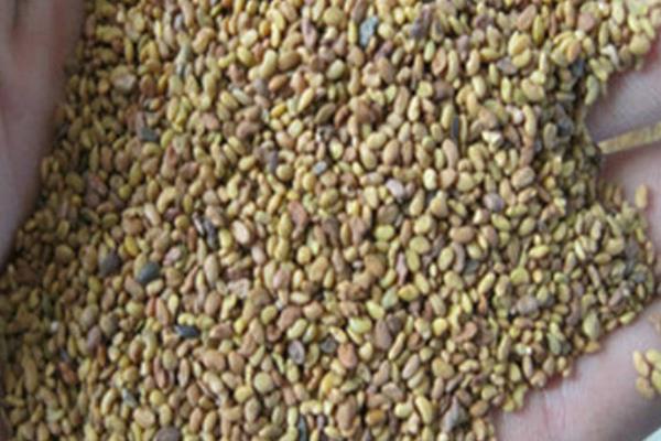 苜蓿草種子市場價格多少錢一斤 苜蓿草市場前景