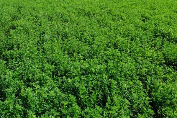 苜蓿草種子市場價格多少錢一斤 苜蓿草市場前景