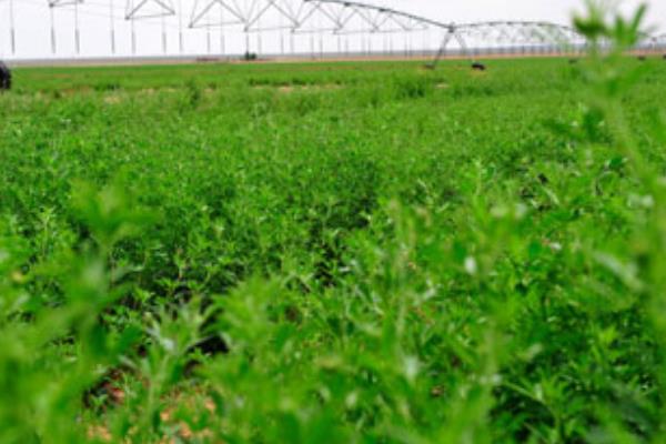 苜蓿草種子市場價格多少錢一斤 苜蓿草市場前景