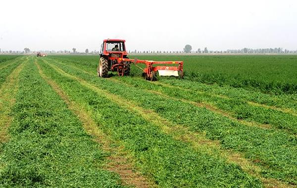 苜蓿草種子市場價格多少錢一斤 苜蓿草市場前景