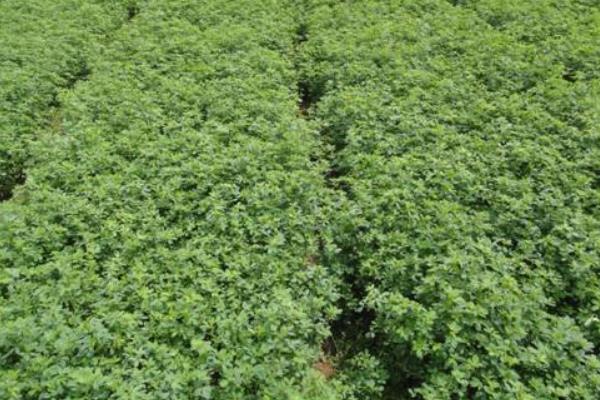 苜蓿草種子市場價格多少錢一斤 苜蓿草市場前景