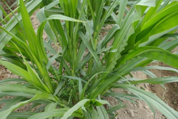 蘇丹草圖片大全 蘇丹草簡介