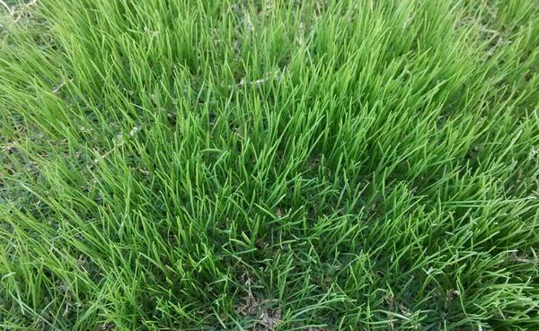 黑麥草種植方法 黑麥草什么時候種