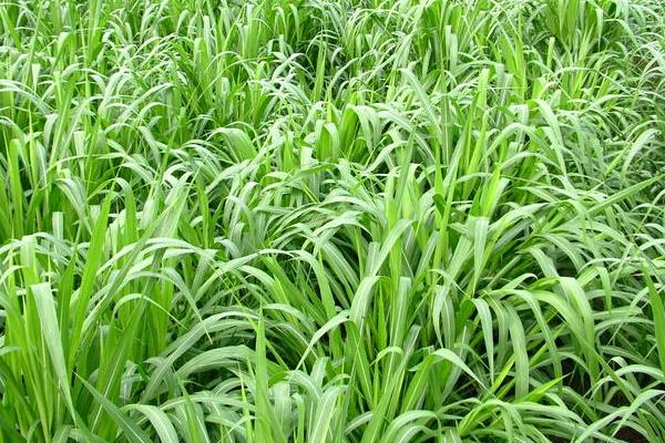 黑麥草圖片大全 什么是黑麥草