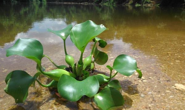 水葫蘆圖片大全 水葫蘆的特點(diǎn)