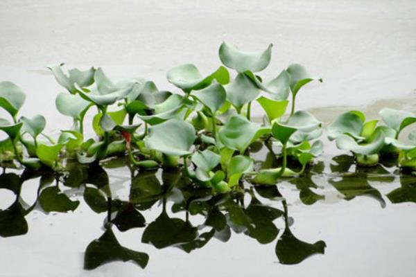 水葫蘆圖片大全 水葫蘆的特點
