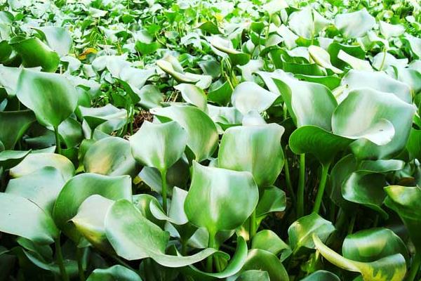 水葫蘆圖片大全 水葫蘆的特點