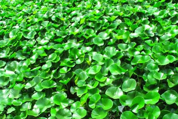 水葫蘆圖片大全 水葫蘆的特點