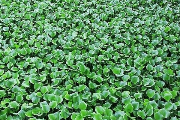 水葫蘆圖片大全 水葫蘆的特點