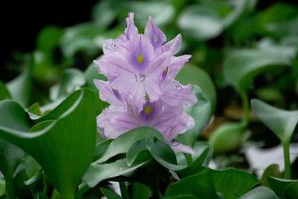 水葫蘆圖片大全 水葫蘆的特點