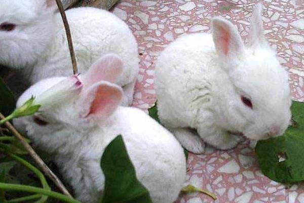 水葫蘆圖片大全 水葫蘆的特點