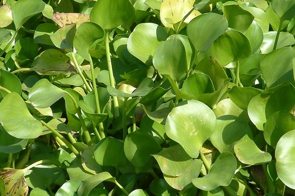 水葫蘆能吃嗎 水葫蘆有什么危害