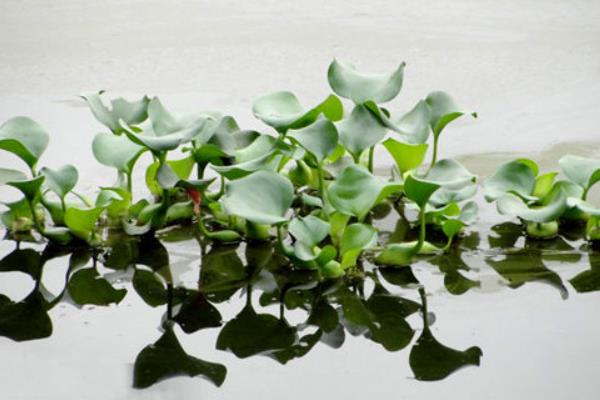 水葫蘆的危害是什么 水葫蘆污染怎么治理
