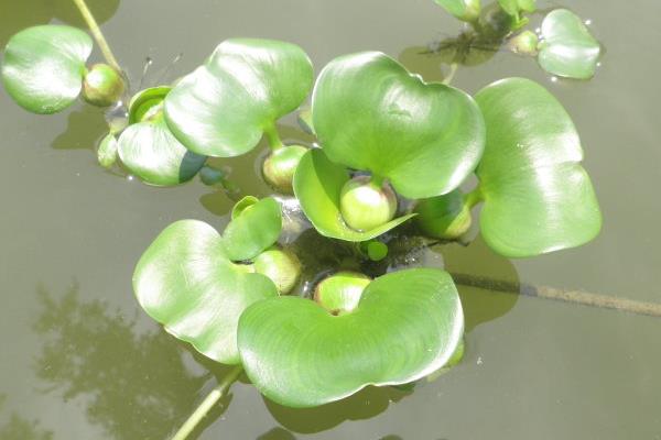 水葫蘆開花嗎 水葫蘆的生長習性