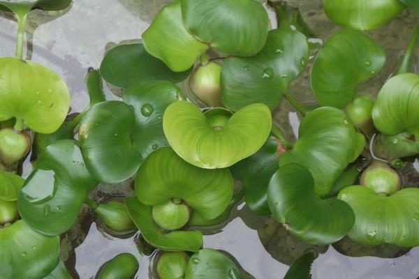 水葫蘆開花嗎 水葫蘆的生長習性