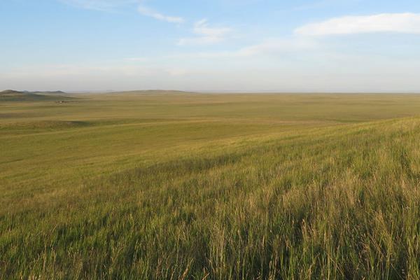 高產牧草有哪些品種 哪種牧草產量高
