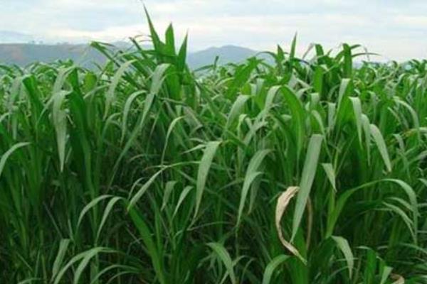 牧草市場價格多少錢一噸 牧草種植效益分析