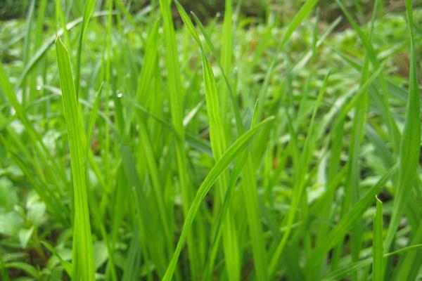黑麥草種植時間及方法 黑麥草的生長特性