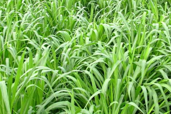 黑麥草種植時間及方法 黑麥草的生長特性