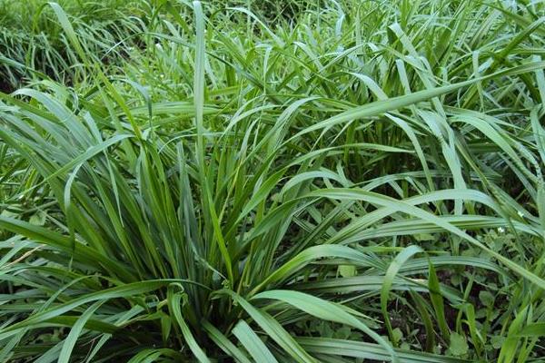 黑麥草種植時間及方法 黑麥草的生長特性