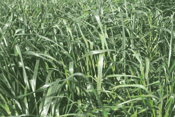 黑麥草種植時間及方法 黑麥草的生長特性