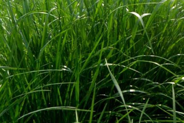 黑麥草市場價格多少錢一噸（或平方） 黑麥草的營養價值和用途