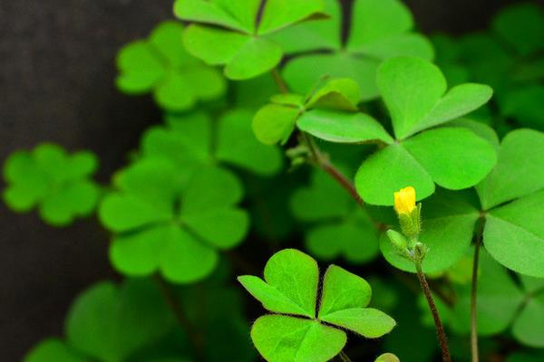 怎么種三葉草 三葉草有什么用