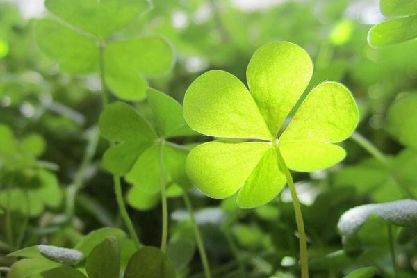 怎么種三葉草 三葉草有什么用