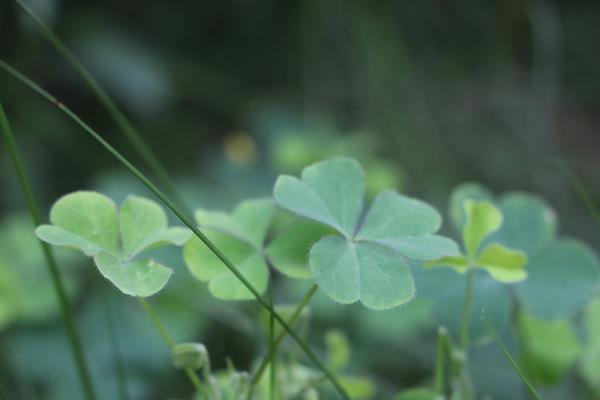 怎么種三葉草 三葉草有什么用