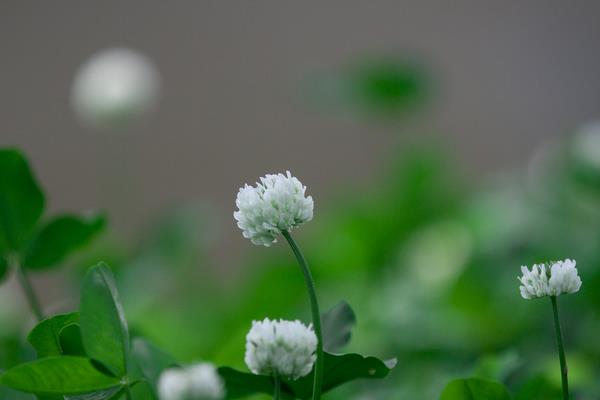 怎么種三葉草 三葉草有什么用