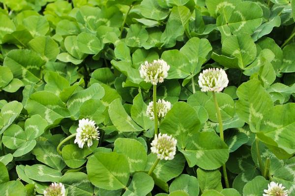 怎么種三葉草 三葉草有什么用