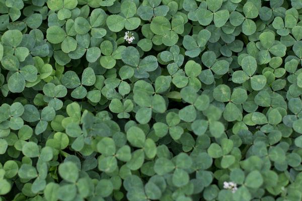 怎么種三葉草 三葉草有什么用