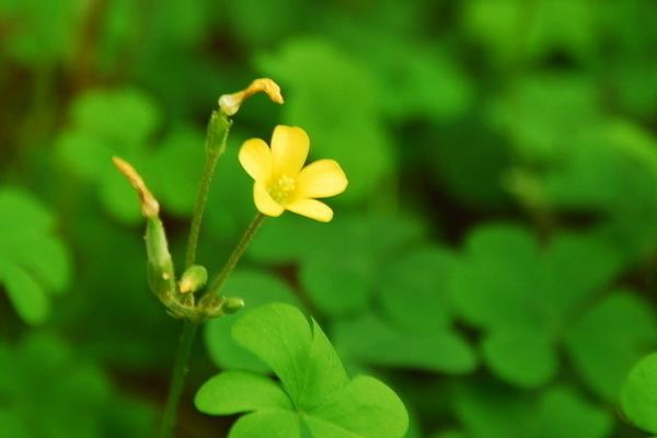 怎么種三葉草 三葉草有什么用