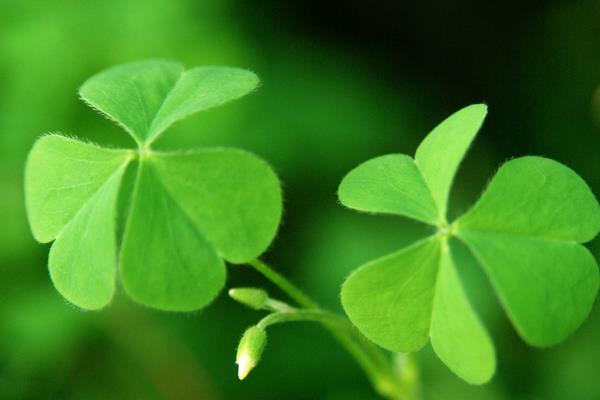 三葉草市場價格多少錢一噸  三葉草種植技術