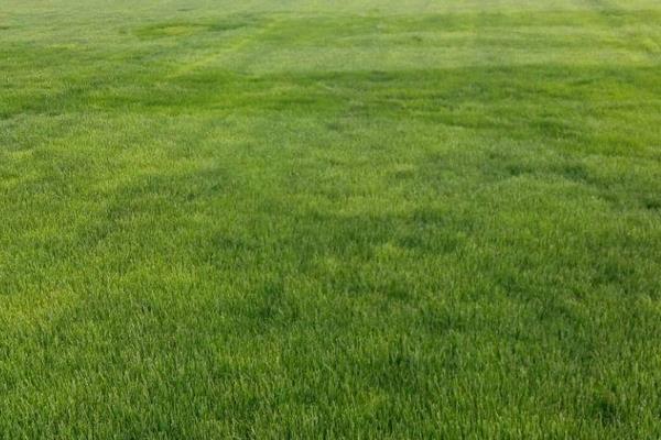 黑麥草市場價格多少錢一噸（或平方） 黑麥草的營養價值和用途