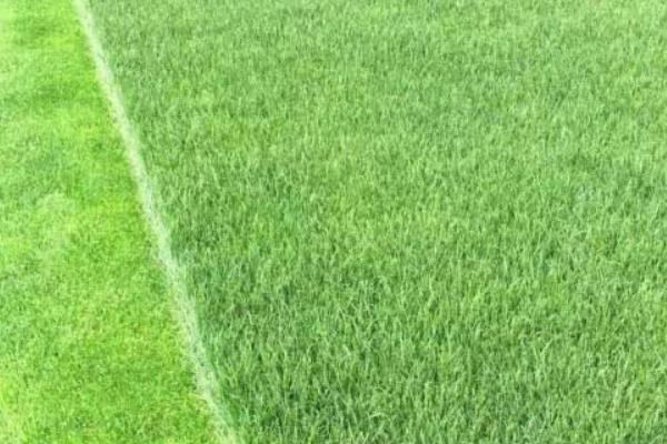 黑麥草市場價格多少錢一噸（或平方） 黑麥草的營養價值和用途