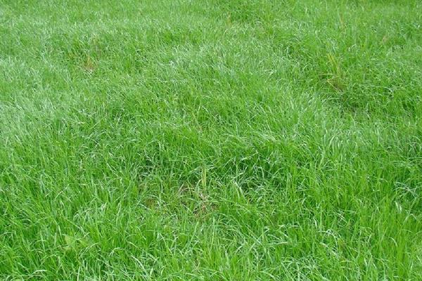 黑麥草市場價格多少錢一噸（或平方） 黑麥草的營養價值和用途