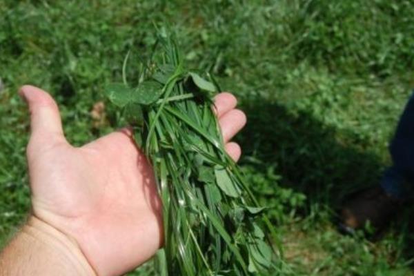 黑麥草市場價格多少錢一噸（或平方） 黑麥草的營養價值和用途