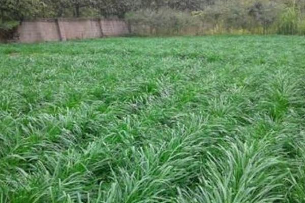 黑麥草市場價格多少錢一噸（或平方） 黑麥草的營養價值和用途