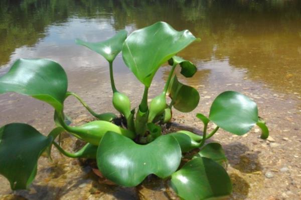 水葫蘆怎么養(yǎng) 水葫蘆可以喂豬嗎