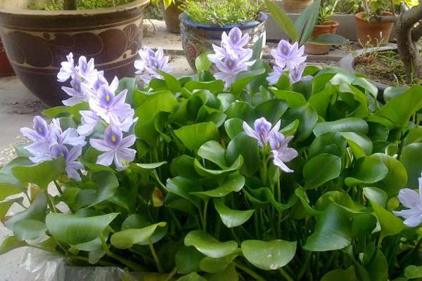 水葫蘆和金魚(yú)藻的相同點(diǎn)和不同點(diǎn)是什么 金魚(yú)藻是什么