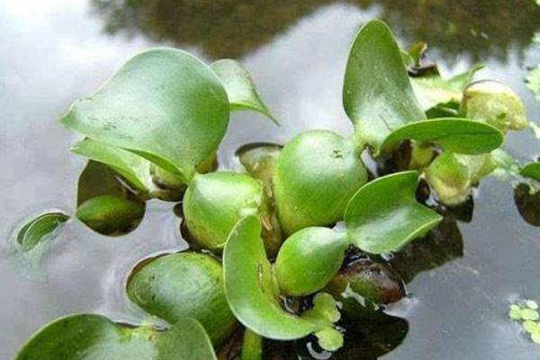 水葫蘆可以吃嗎 水葫蘆有毒嗎