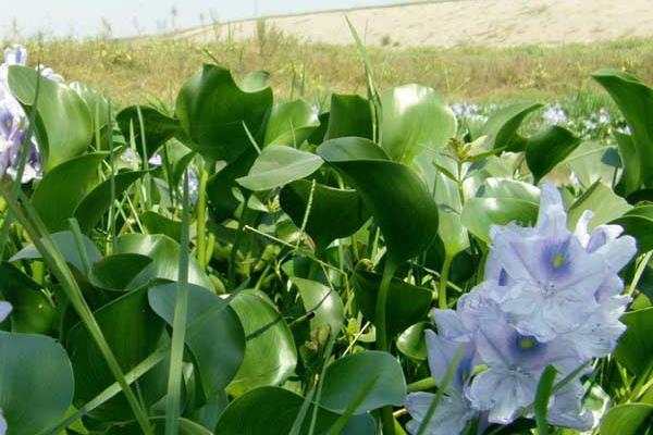 水葫蘆的功效與作用及禁忌 水葫蘆的危害