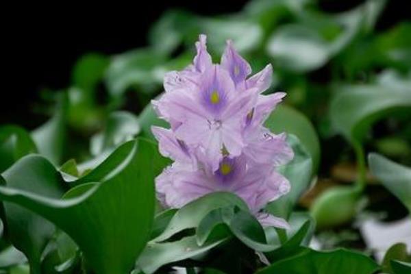 水葫蘆的功效與作用及禁忌 水葫蘆的危害