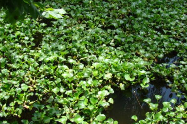 水葫蘆的功效與作用及禁忌 水葫蘆的危害